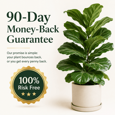 Root Rescue: Probiotic Root Rot Drops for Houseplants | Rhiza