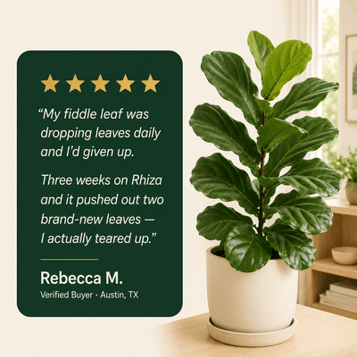 Root Rescue: Probiotic Root Rot Drops for Houseplants | Rhiza