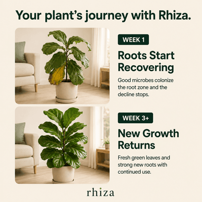 Root Rescue: Probiotic Root Rot Drops for Houseplants | Rhiza